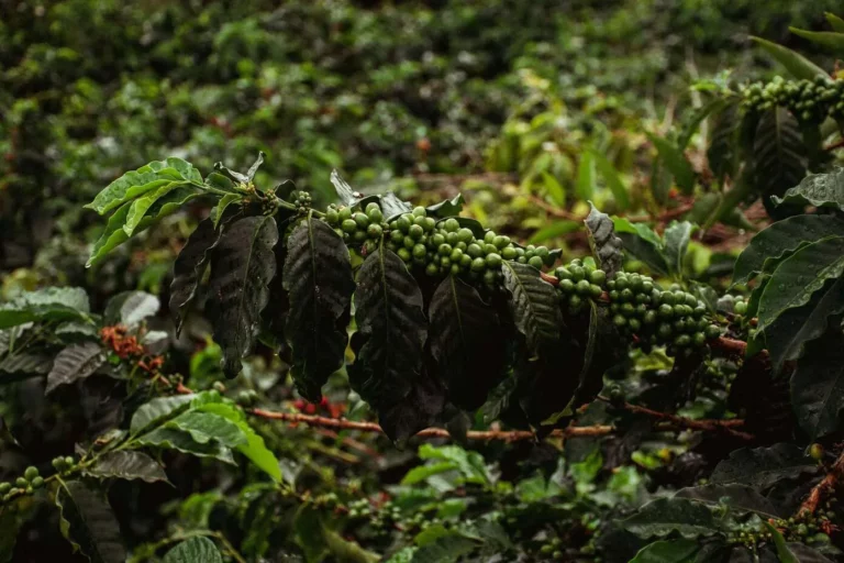 Coffee Plantation
